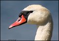 _1SB4408 mute swan portrait